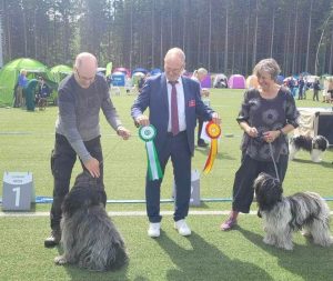NKK Sandefjord 05.juli 2024 Carezzando´s Joyful Lissie BIR Twinflowers Sir John Betjeman BIM