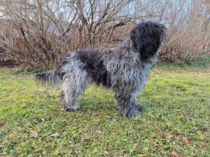 NUCH Hippiheimens Alba Albus